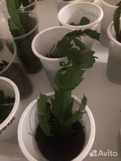 Декабрист шлюмбергера красный