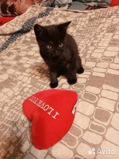 Кошки породистые бесплатно