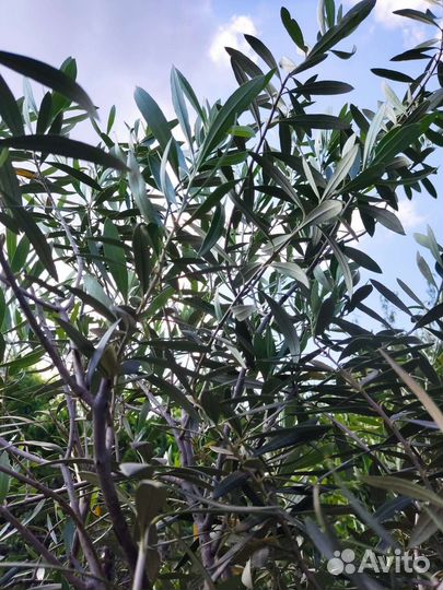 Олива и Сизигиум Паникулята