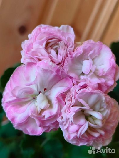 Пеларгонии сортовые