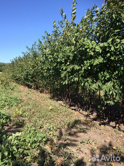 Саженцы лиственных и хвойных