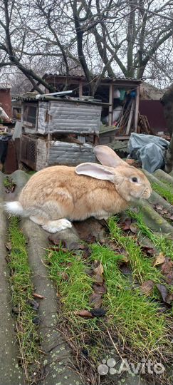 Кролик самец