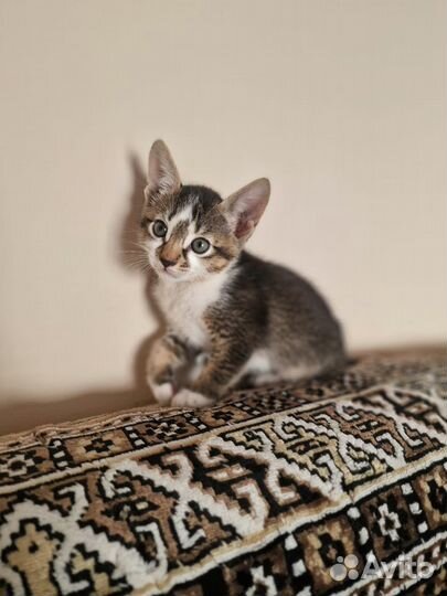 Абиссинская девочка в добрые руки