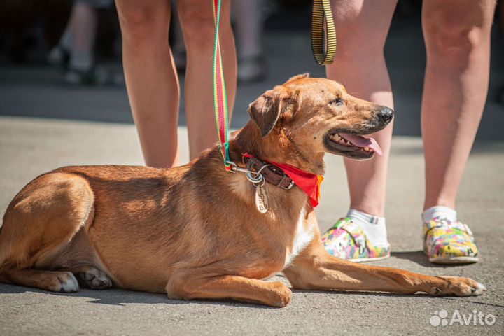 Собака в добрые руки