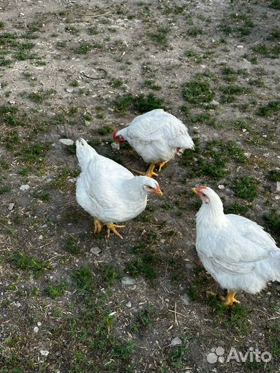 Куры домашние бройлеры халал