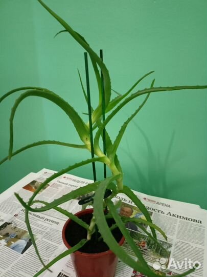 Алоэ лечебный