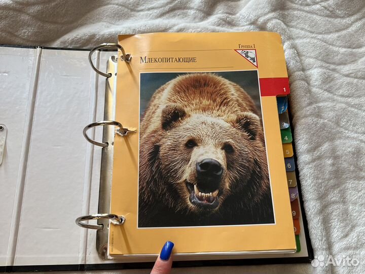 В мире дикой природы, книга детская