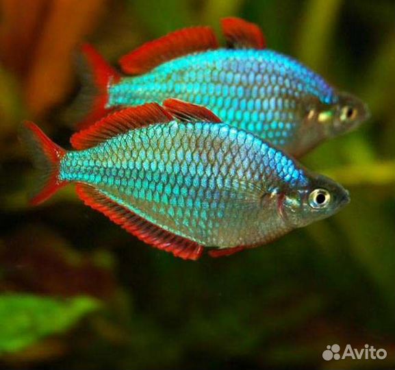 Аквариумные рыбки