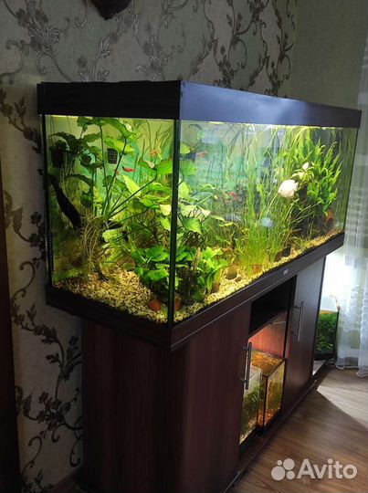 Аквариум