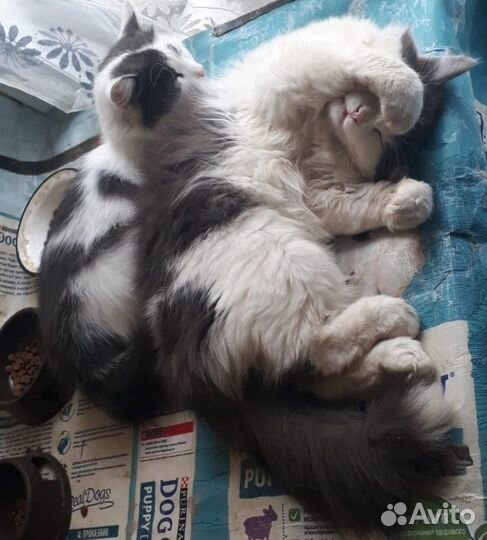 Котик Марсель