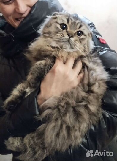 Шотландский кот хайленд фолд для Вязки