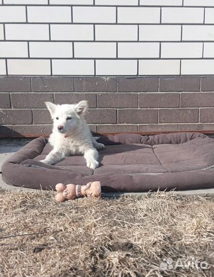 Щенки в добрые руки