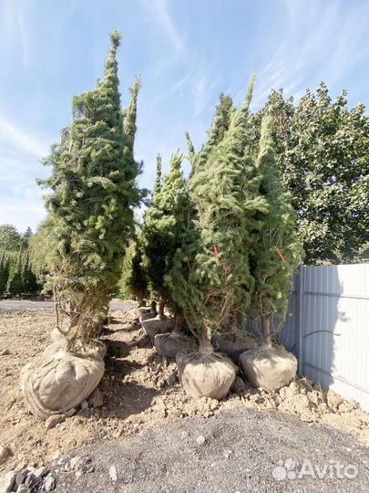 Саженцы сосны обыкновенной 630 см