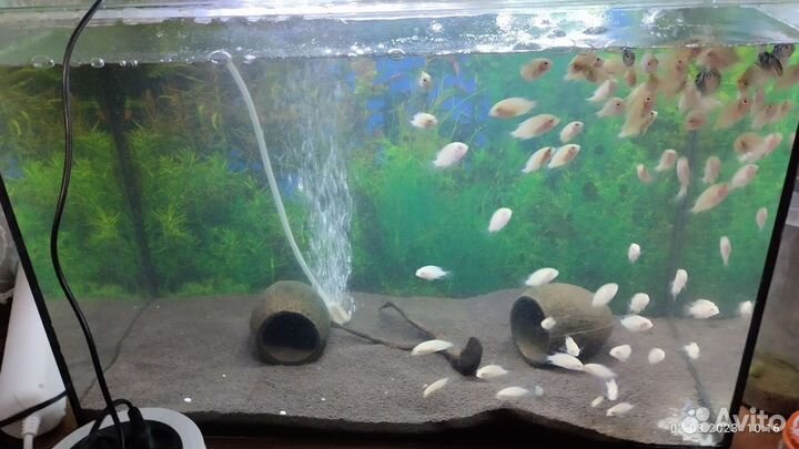 Аквариумные рыбки