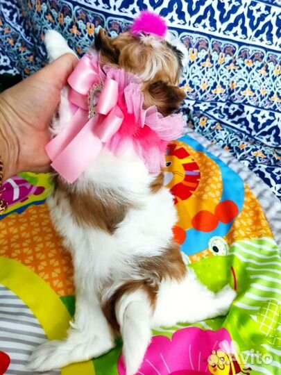 Очень красивая малышка бивер голдаст цветной Йорк