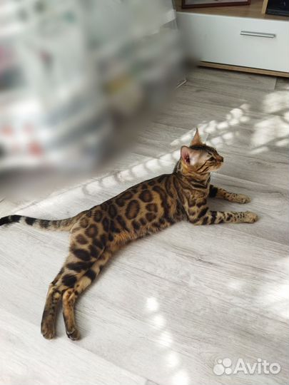 Бенгальский котенок
