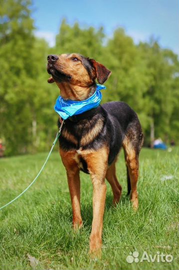 Собака ищет дом