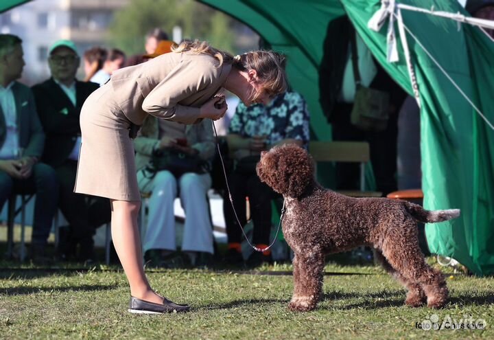 Лаготто романьоло