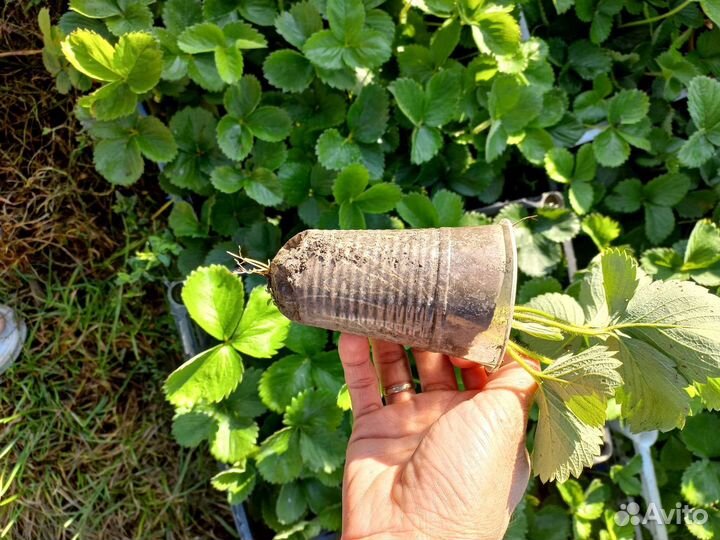 Клубника рассада