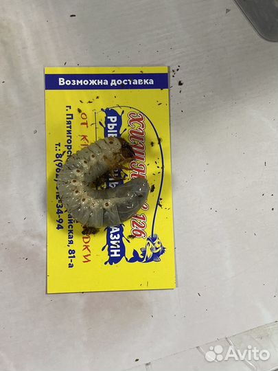 Черви для рыбалки выползки