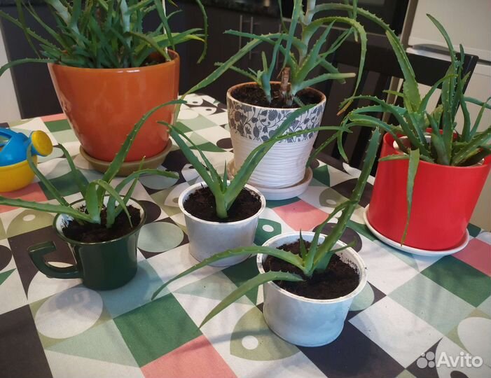 Алоэ лекарственное. Столетник