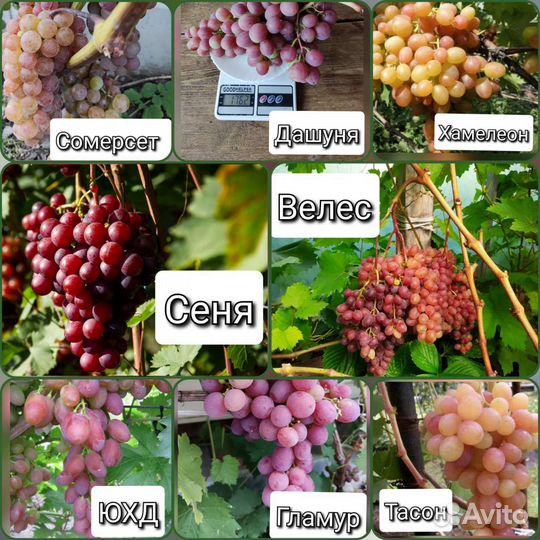 Черенки винограда