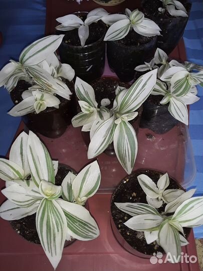 Комнатные цветы