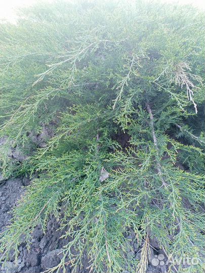 Саженцы можжевельника