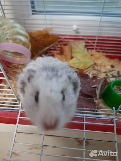 Хомяк с клеткой