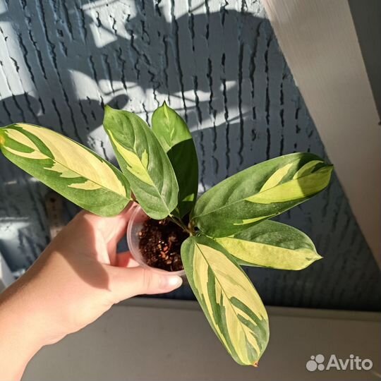 Плющи, филодендрон, сингониум, ктенанта