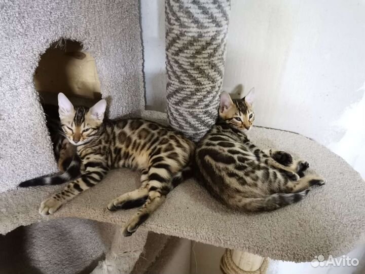 Бенгальская