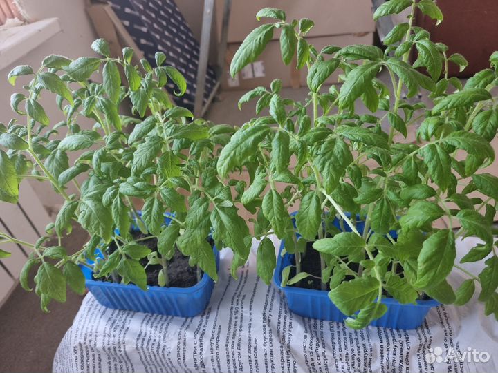 Рассада помидор