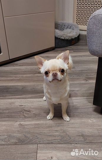 Вязка кобель чихуахуа мини