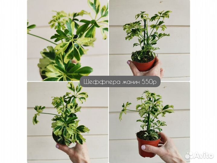 Шефлера жанин