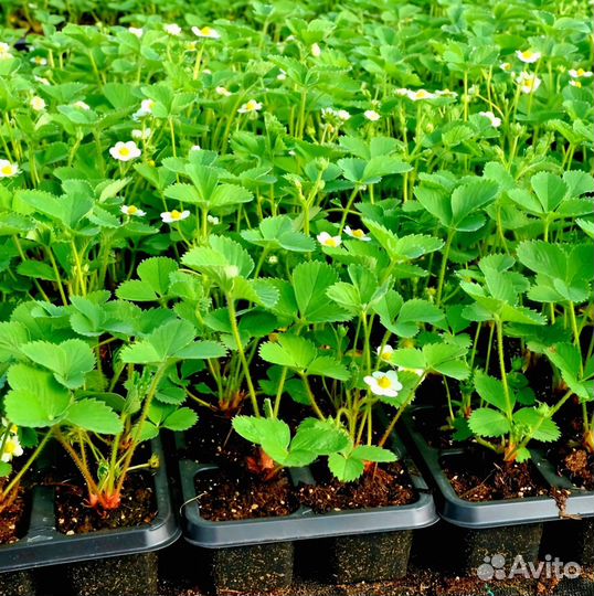 Клубника рассада саженцы 84 лучших сорта 2024-2025