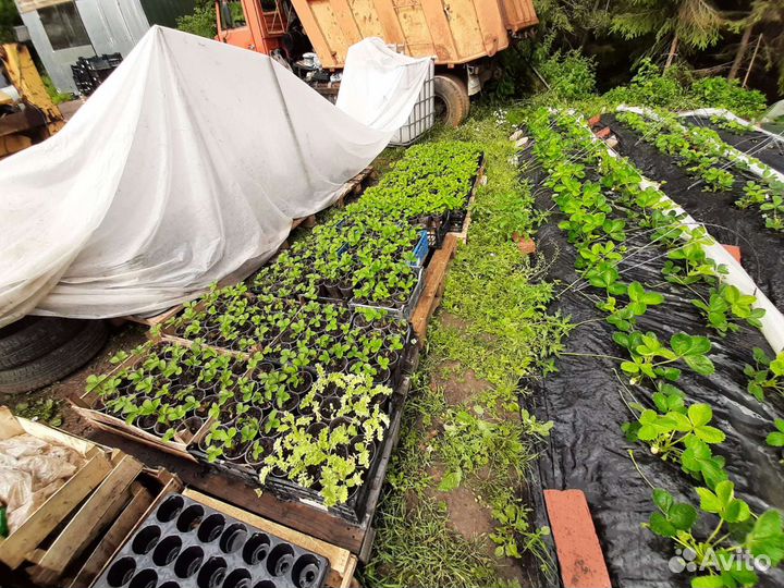 Рассада земляники садовой - клубники