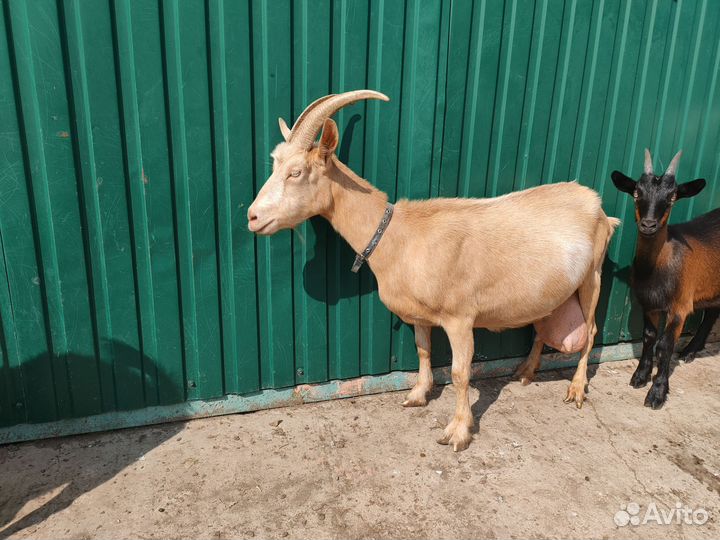 Козочки и козлята породистые