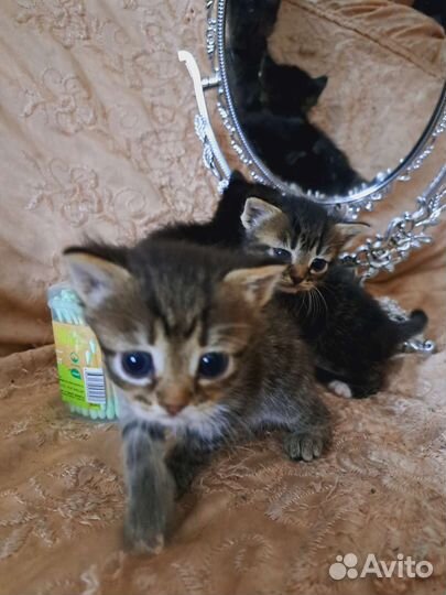 Кошка в дар бесплатно