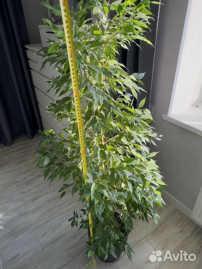 Фикус бенджамина