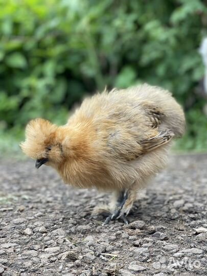 Куры и петухи