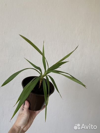 14 растений за 500