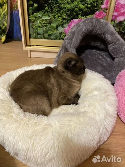 Пушистые Лежанки для кошек и собачек мелких пород