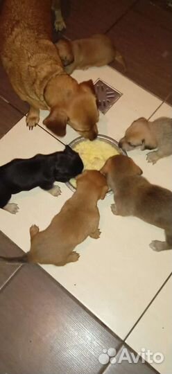 Щенки таксы