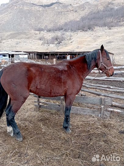Карачаевский жеребец