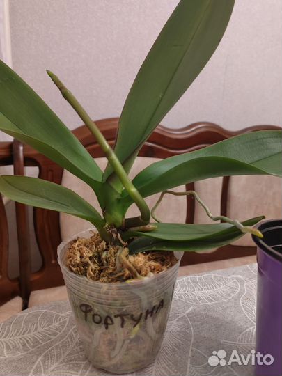 Орхидея фаленопсис Фортуна 3,5 с цветоносом