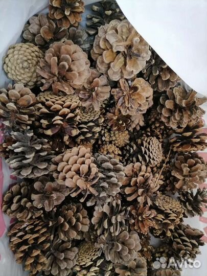 Лотос, шишки, деревяшки