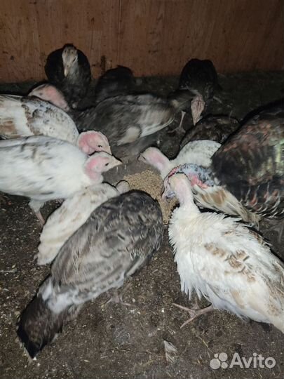 Индюки на племя