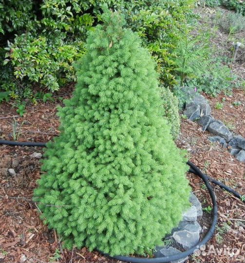 Ель коника опт