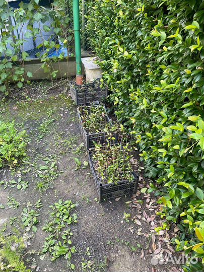 Цветы. Трахелоспермум