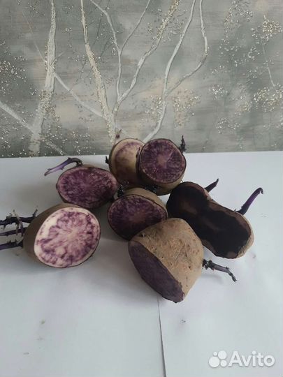 Картофель сорт 